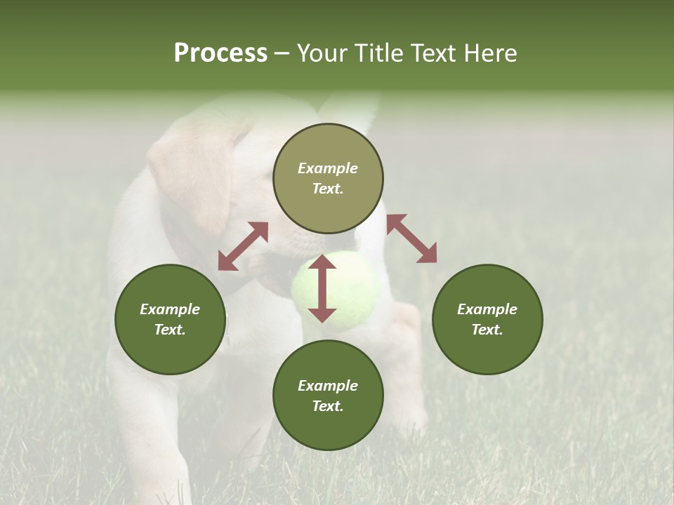 A Yellow Labrador Retriever Dog Holding A Tennis Ball In Its Mouth PowerPoint Template