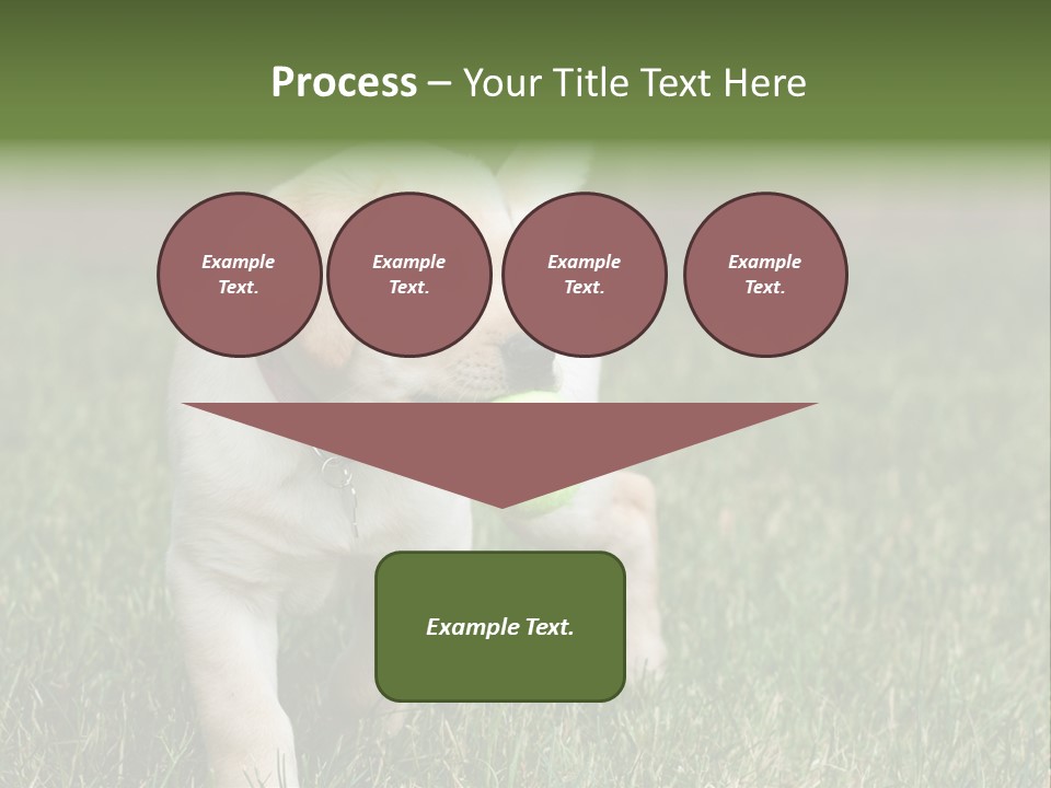 A Yellow Labrador Retriever Dog Holding A Tennis Ball In Its Mouth PowerPoint Template