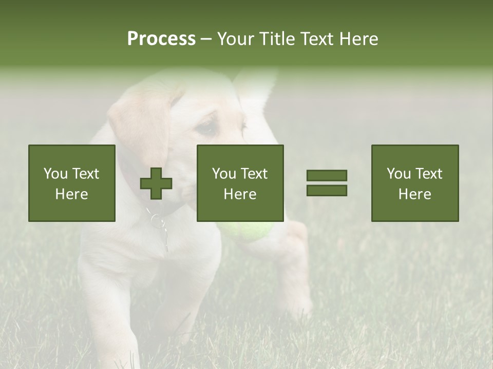 A Yellow Labrador Retriever Dog Holding A Tennis Ball In Its Mouth PowerPoint Template