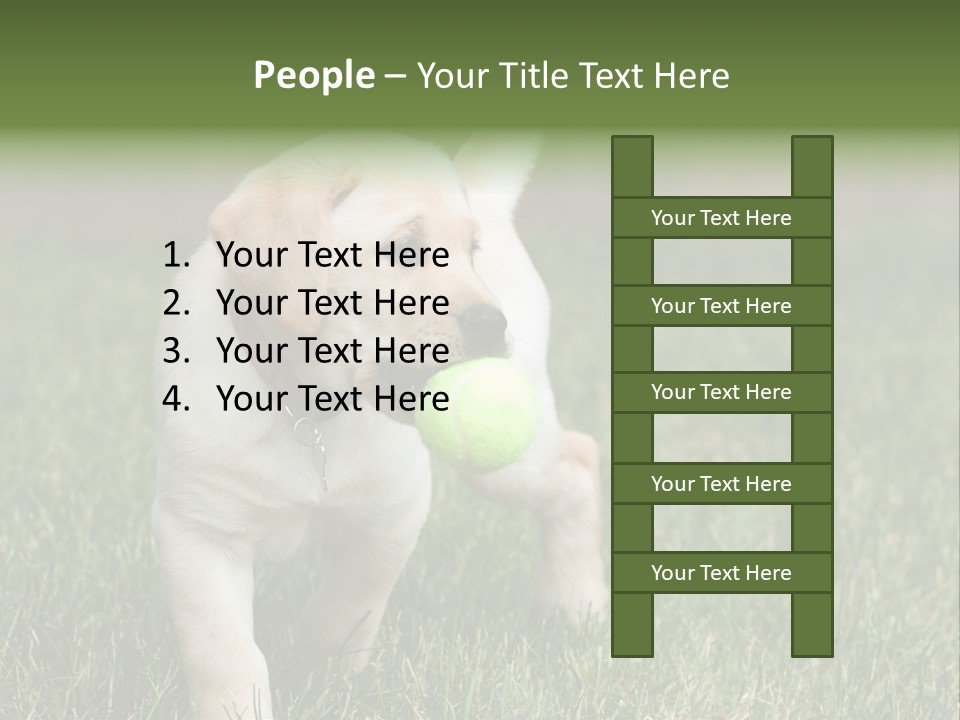 A Yellow Labrador Retriever Dog Holding A Tennis Ball In Its Mouth PowerPoint Template