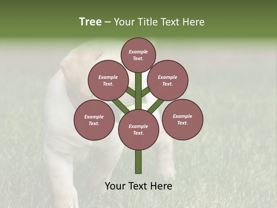 A Yellow Labrador Retriever Dog Holding A Tennis Ball In Its Mouth PowerPoint Template