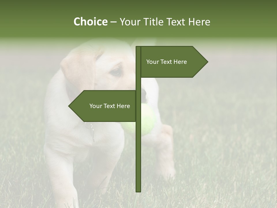 A Yellow Labrador Retriever Dog Holding A Tennis Ball In Its Mouth PowerPoint Template