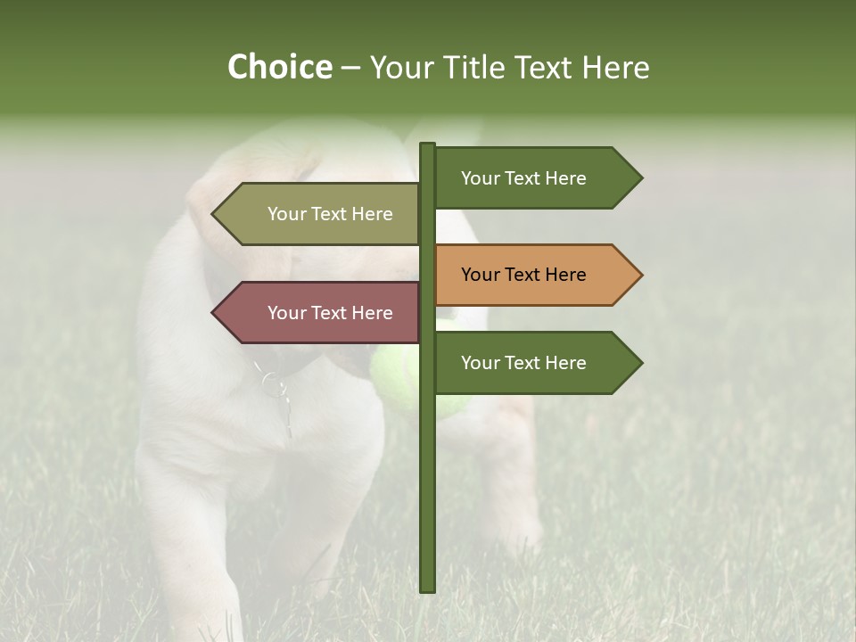 A Yellow Labrador Retriever Dog Holding A Tennis Ball In Its Mouth PowerPoint Template