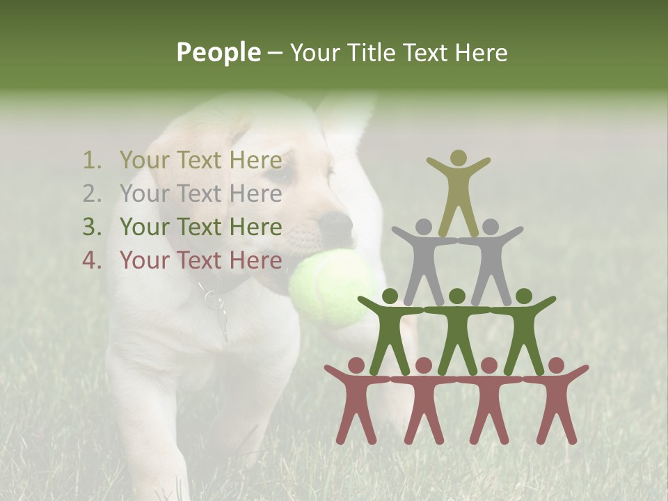 A Yellow Labrador Retriever Dog Holding A Tennis Ball In Its Mouth PowerPoint Template