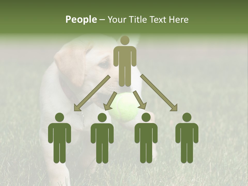 A Yellow Labrador Retriever Dog Holding A Tennis Ball In Its Mouth PowerPoint Template