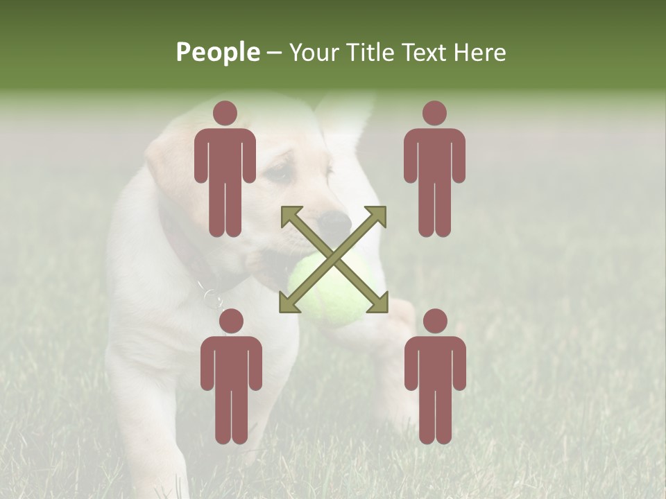 A Yellow Labrador Retriever Dog Holding A Tennis Ball In Its Mouth PowerPoint Template