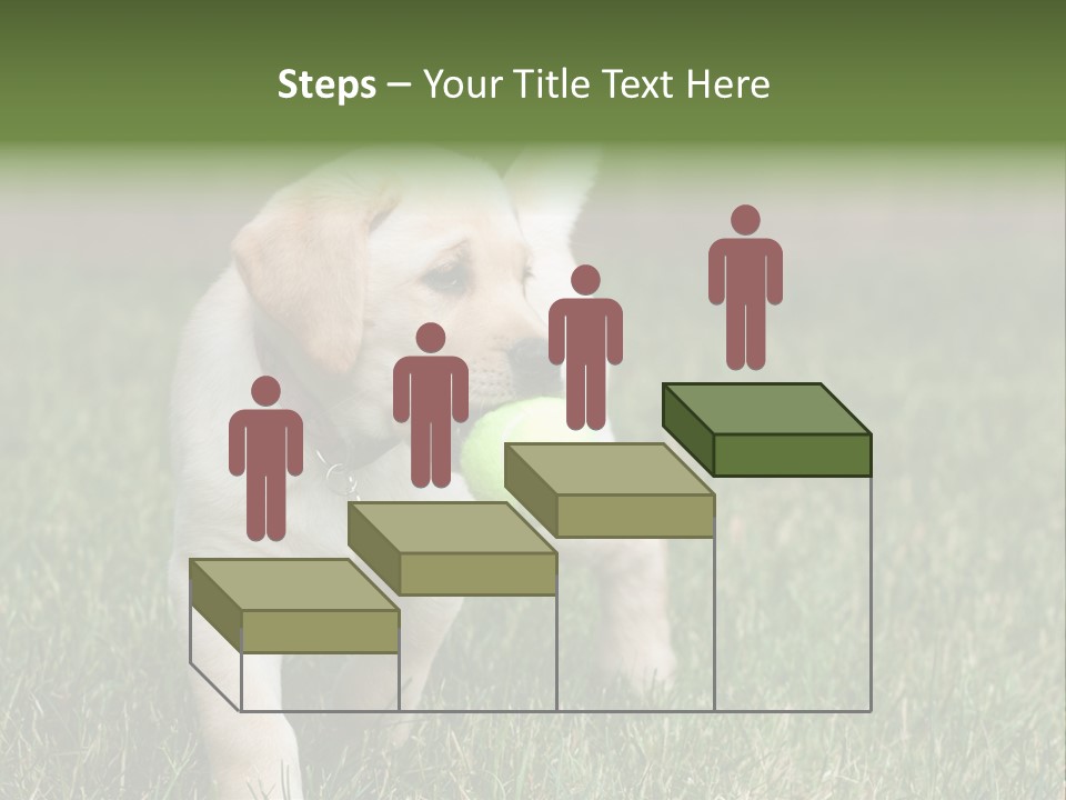 A Yellow Labrador Retriever Dog Holding A Tennis Ball In Its Mouth PowerPoint Template