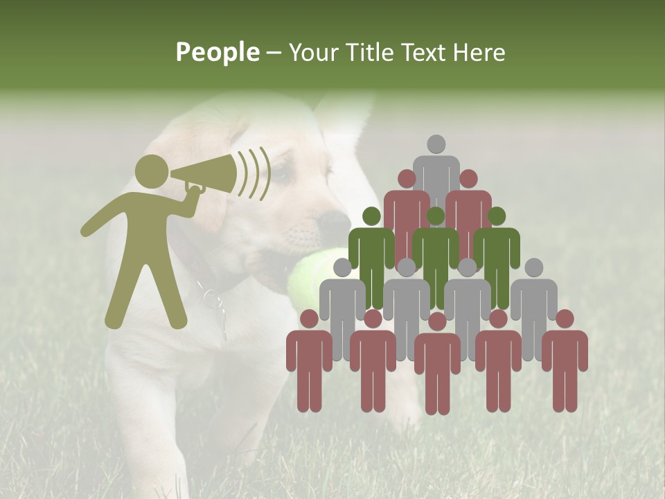 A Yellow Labrador Retriever Dog Holding A Tennis Ball In Its Mouth PowerPoint Template