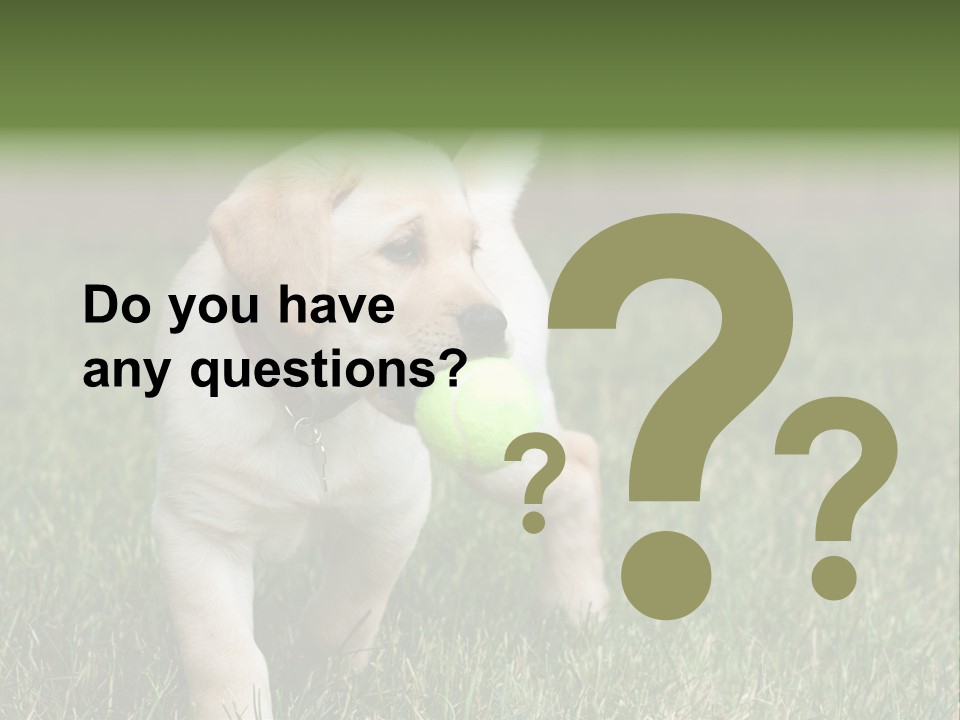 A Yellow Labrador Retriever Dog Holding A Tennis Ball In Its Mouth PowerPoint Template