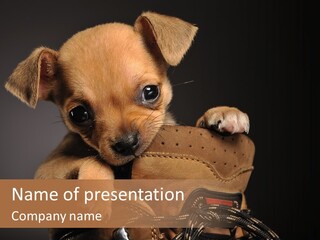 Sitting Pedigree Isolated PowerPoint Template