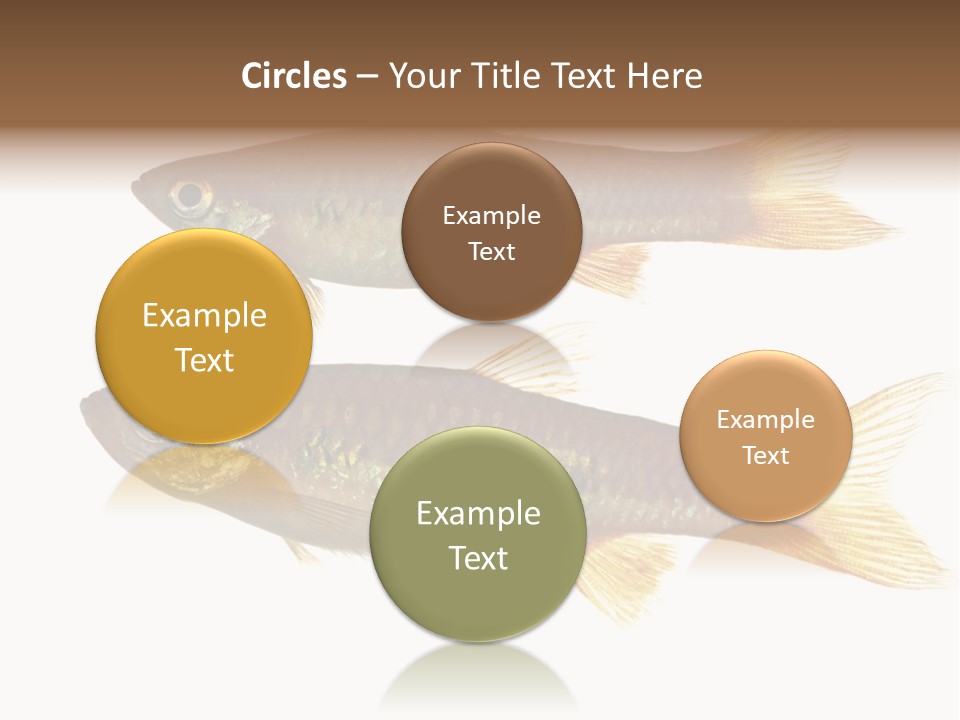 Animal Fauna Asian PowerPoint Template