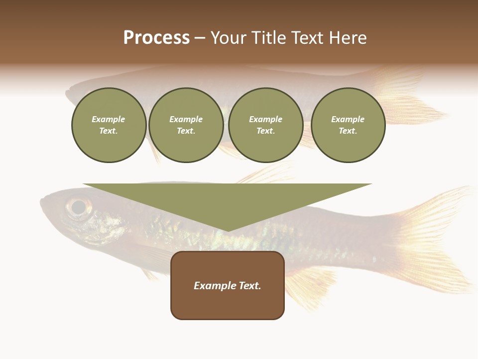 Animal Fauna Asian PowerPoint Template