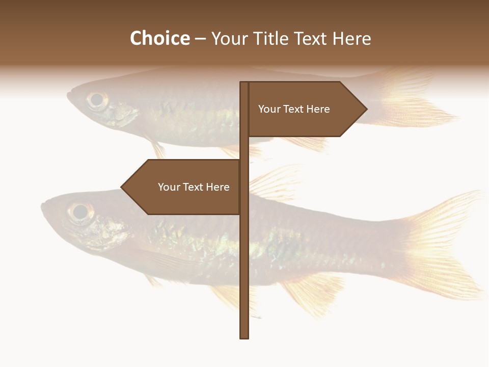 Animal Fauna Asian PowerPoint Template