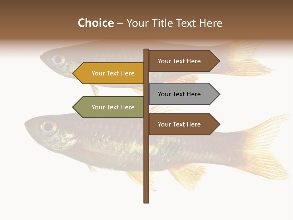 Animal Fauna Asian PowerPoint Template