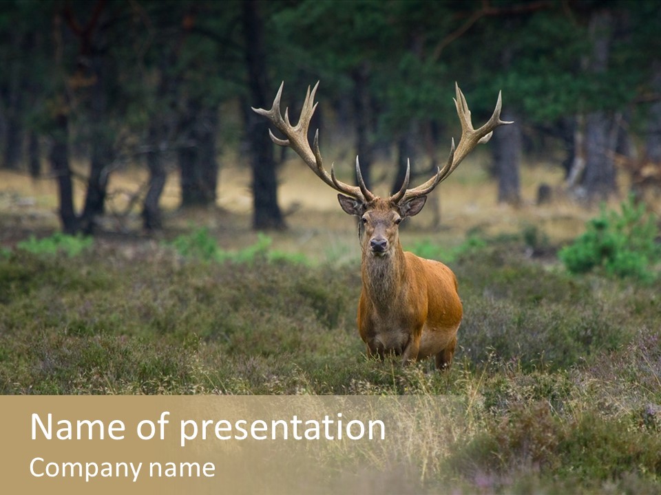 Antler Woods Holland PowerPoint Template