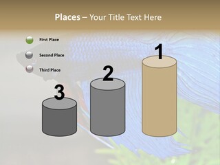 Fight Sea Vertebrate PowerPoint Template