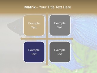 Fight Sea Vertebrate PowerPoint Template
