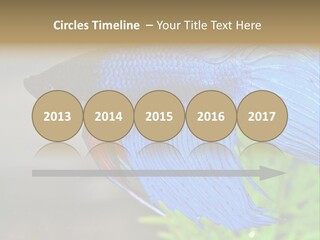 Fight Sea Vertebrate PowerPoint Template