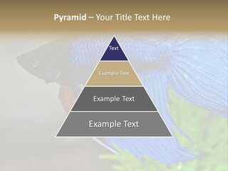 Fight Sea Vertebrate PowerPoint Template
