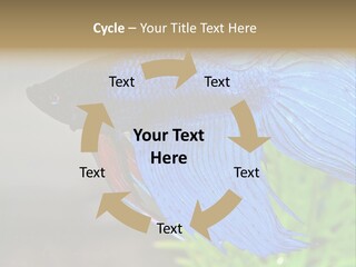 Fight Sea Vertebrate PowerPoint Template