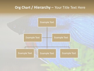 Fight Sea Vertebrate PowerPoint Template