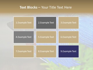 Fight Sea Vertebrate PowerPoint Template