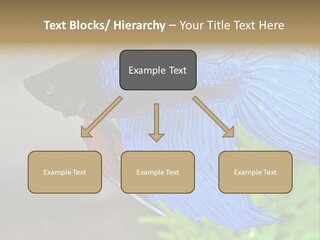 Fight Sea Vertebrate PowerPoint Template