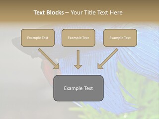 Fight Sea Vertebrate PowerPoint Template