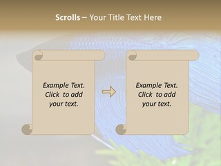 Fight Sea Vertebrate PowerPoint Template