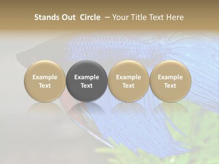 Fight Sea Vertebrate PowerPoint Template