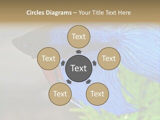 Fight Sea Vertebrate PowerPoint Template