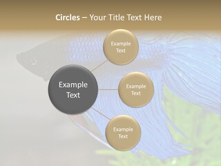 Fight Sea Vertebrate PowerPoint Template