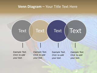 Fight Sea Vertebrate PowerPoint Template