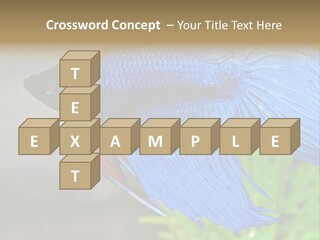 Fight Sea Vertebrate PowerPoint Template