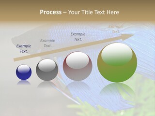 Fight Sea Vertebrate PowerPoint Template