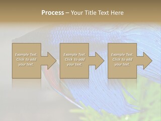 Fight Sea Vertebrate PowerPoint Template