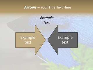 Fight Sea Vertebrate PowerPoint Template
