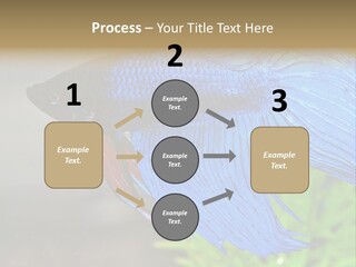 Fight Sea Vertebrate PowerPoint Template