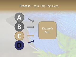 Fight Sea Vertebrate PowerPoint Template