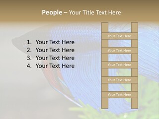 Fight Sea Vertebrate PowerPoint Template