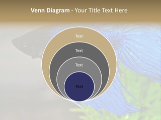 Fight Sea Vertebrate PowerPoint Template