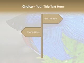 Fight Sea Vertebrate PowerPoint Template