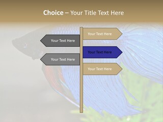 Fight Sea Vertebrate PowerPoint Template