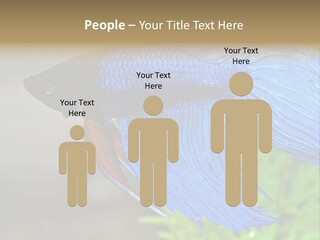 Fight Sea Vertebrate PowerPoint Template