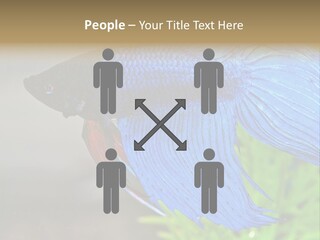 Fight Sea Vertebrate PowerPoint Template