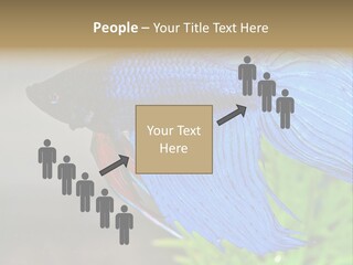 Fight Sea Vertebrate PowerPoint Template