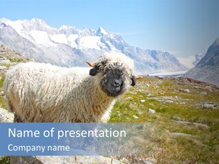 Aries Europe Bell PowerPoint Template