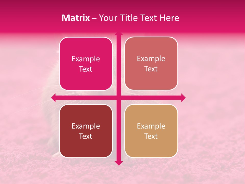 A Hamster Is Sitting On A Pink Carpet PowerPoint Template