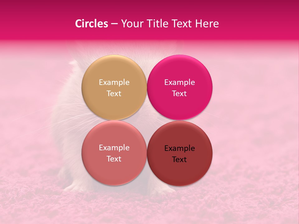 A Hamster Is Sitting On A Pink Carpet PowerPoint Template