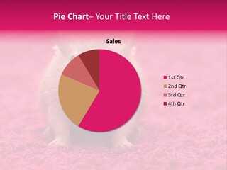 A Hamster Is Sitting On A Pink Carpet PowerPoint Template